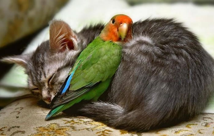 cat and parrot play image